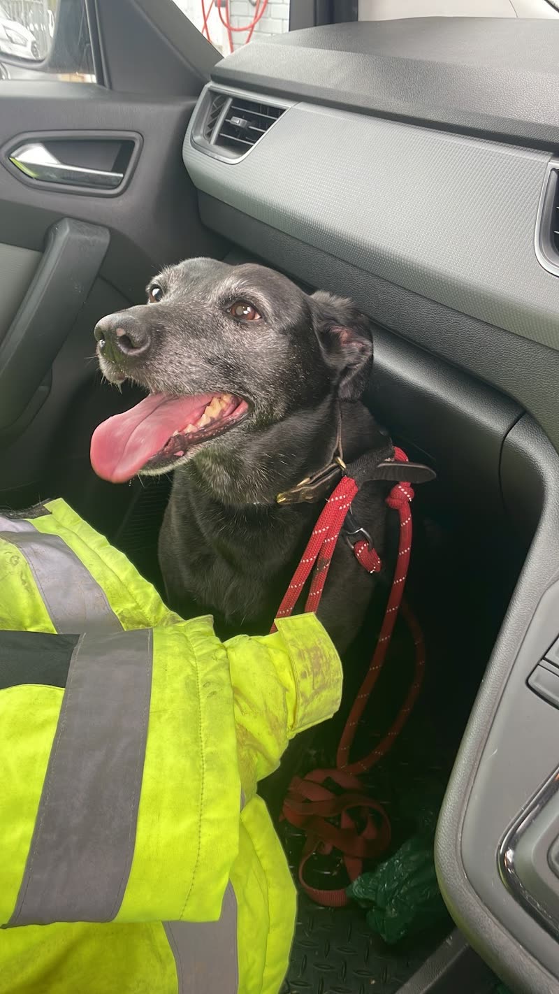 A black Labrador-type dog in a red harness sitting in the passenger seat of the van, handler alongside