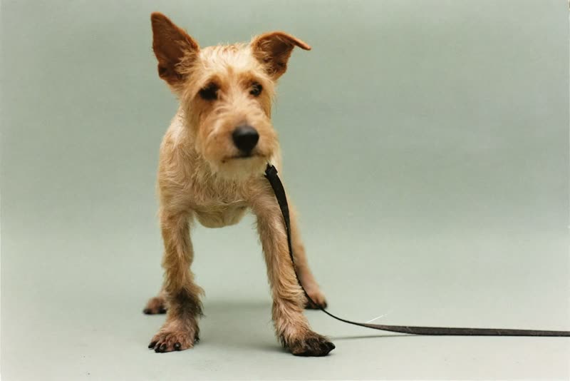 Terrier with muddy paws after a walk