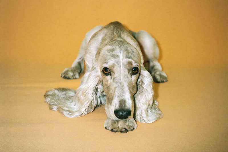 Older spaniel resting with chin on paws