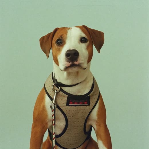 Dog in a walking harness ready for a lead walk