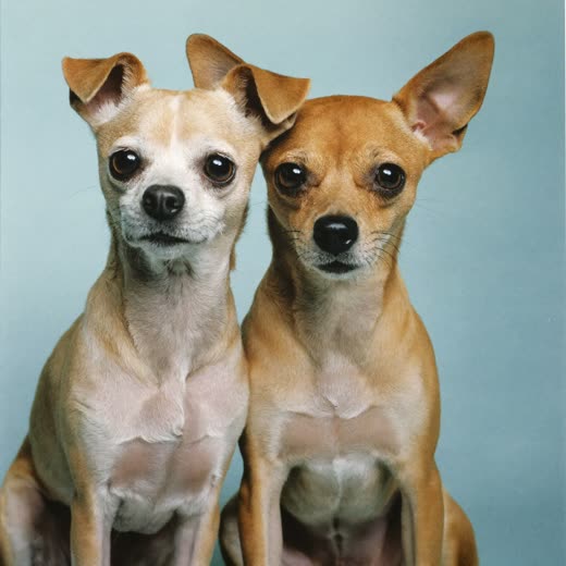 Two small dogs sitting together for a group walk