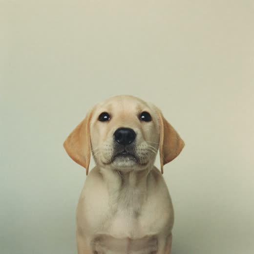 Puppy sitting and looking up