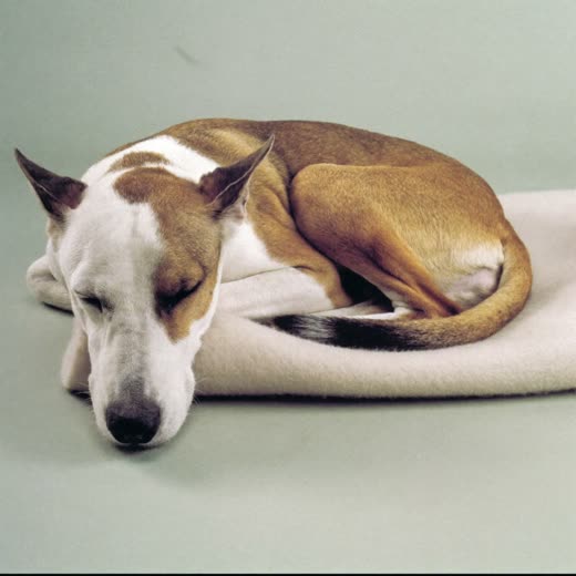 Dog asleep curled on a blanket during a home sitting visit