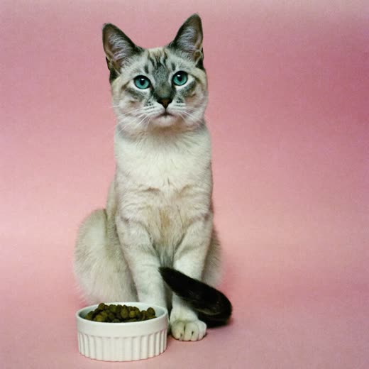 Cat sitting beside a food bowl on a feeding visit